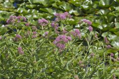 Swamp Milkweed, Asclepias incarnata