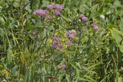 Swamp Milkweed, Asclepias incarnata