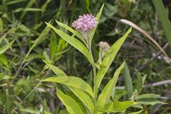 Swamp Milkweed, Asclepias incarnata