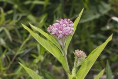 Swamp Milkweed, Asclepias incarnata