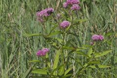 Swamp Milkweed, Asclepias incarnata
