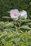 Swamp Rose Mallow, Hibiscus moscheutos