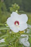 Swamp Rose Mallow, Hibiscus moscheutos
