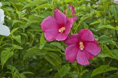 Swamp Rose Mallow, Hibiscus moscheutos