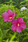 Swamp Rose Mallow, Hibiscus moscheutos