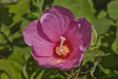 Swamp Rose Mallow, Hibiscus moscheutos