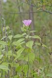 Swamp Rose Mallow, Hibiscus moscheutos