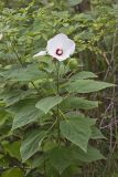 Swamp Rose Mallow, Hibiscus moscheutos