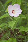 Swamp Rose Mallow, Hibiscus moscheutos