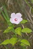Swamp Rose Mallow, Hibiscus moscheutos