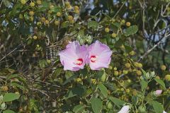 Swamp Rose Mallow, Hibiscus moscheutos