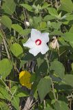 Swamp Rose Mallow, Hibiscus moscheutos