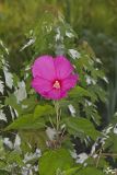 Swamp Rose Mallow, Hibiscus moscheutos