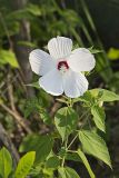 Swamp Rose Mallow, Hibiscus moscheutos