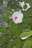 Swamp Rose Mallow, Hibiscus moscheutos