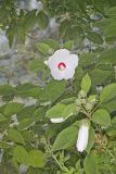 Swamp Rose Mallow, Hibiscus moscheutos