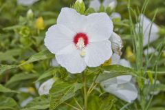 Swamp Rose Mallow, Hibiscus moscheutos