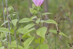 Swamp Rose Mallow, Hibiscus moscheutos