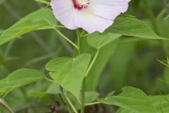 Swamp Rose Mallow, Hibiscus moscheutos
