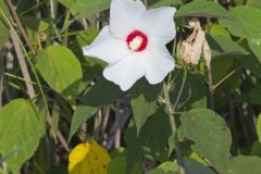 Swamp Rose Mallow, Hibiscus moscheutos