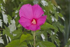 Swamp Rose Mallow, Hibiscus moscheutos