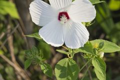 Swamp Rose Mallow, Hibiscus moscheutos