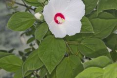 Swamp Rose Mallow, Hibiscus moscheutos
