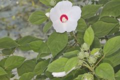 Swamp Rose Mallow, Hibiscus moscheutos