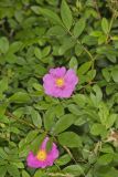 Swamp Rose, Rosa palustris