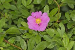 Swamp Rose