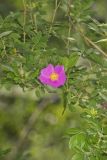 Swamp Rose, Rosa palustris