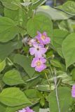 Swamp Rose, Rosa palustris
