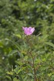 Swamp Rose, Rosa palustris