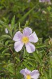 Swamp Rose, Rosa palustris