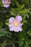Swamp Rose, Rosa palustris