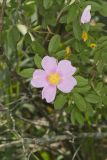 Swamp Rose, Rosa palustris