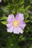 Swamp Rose, Rosa palustris