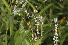 Swamp Smartweed, Persicaria hydropiperoides