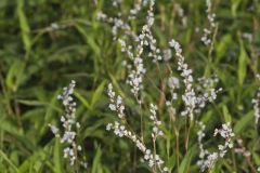 Swamp Smartweed, Persicaria hydropiperoides