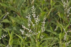 Swamp Smartweed, Persicaria hydropiperoides
