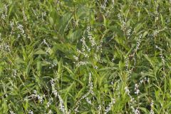 Swamp Smartweed, Persicaria hydropiperoides