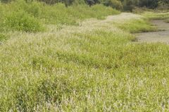 Swamp Smartweed, Persicaria hydropiperoides
