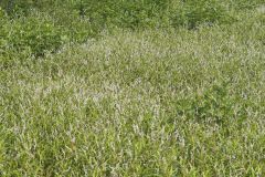 Swamp Smartweed, Persicaria hydropiperoides