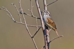 Swamp Sparrow