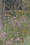 Swamp Thistle, Cirsium muticum