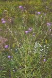 Swamp Thistle, Cirsium muticum