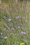 Swamp Thistle, Cirsium muticum