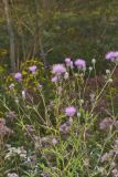Swamp Thistle, Cirsium muticum