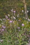 Swamp Thistle, Cirsium muticum