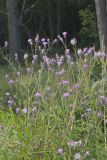 Swamp Thistle, Cirsium muticum